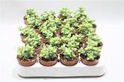 Crassula perfoliata 5.5cm Pot image