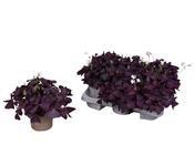 Oxalis triangularis (Purple Shamrock) 12cm Pot