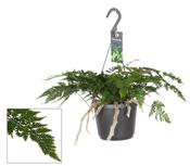 Davallia / Humata tyermannii (Rabbit’s Foot Fern) 18cm Hanging Pot
