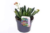 Lewisia cotyledon 13cm Pot image