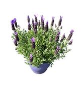 Lavandula stoechas 'Purple Flag' (French Lavender) 5 Litre Pot image