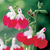 Salvia microphylla 'Hot Lips' 2L Pot image