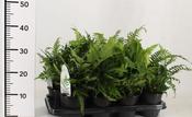 Fern Hardy Mix in 13cm Pot image