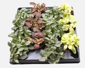 Fittonia Mix in 6cm/7cm Pot image