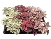 Hypoestes phyllostachya Mix (Polka Dot Plant) in 6cm Pot image