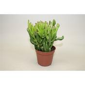 Crassula ovata 'Gollum' 8.5cm Pot image