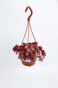 Crassula marginalis in 12cm Hanging Pot image