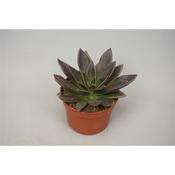 Echeveria 'Serrana' image