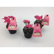 Graptopetalum bellum (Tacitus bellus) in 6cm Pot image