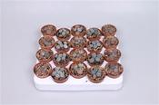Lithops Mix 5.5cm Pot image