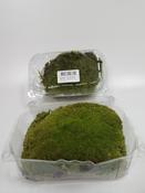 Moss (Chubby) Pillowmoss