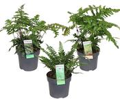 Fern Hardy Mix in 14cm Pot image
