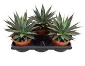Agave 'Shaka Koko' 15cm Pot image