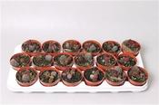 Adromischus marianae 'Red Coral' 8.5cm Pot image