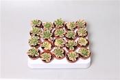 Aeonium 'Starburst' 5.5cm Pot image