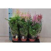 Astilbe Mix in 15cm Pot image