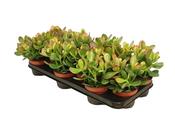 Crassula ovata 'Sunset' (Jade Plant) in 10.5cm Pot