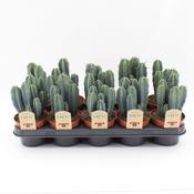 Myrtillocactus geometrizans (Blue Myrtle Cactus) 12cm Pot image