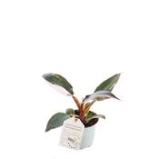 Philodendron 'Pink Princess' in 6cm Pot image