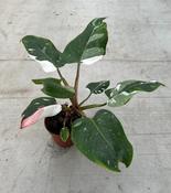 Philodendron 'White Princess' in 12cm Pot image