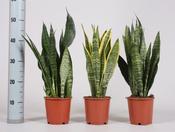 Sansevieria Mix in 14cm Pot image