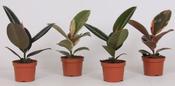 Calathea Stromanthe 'Triostar' 14cm Pot image