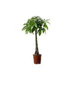 Pachira aquatica (Money Tree) with Braided Stem in 27cm Pot, Height 150cm image