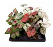 Caladium Mix in 6cm Pot image
