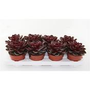 Echeveria 'Magic Red' 12cm Pot image