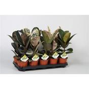 Ficus elastica (Rubber Plant) Mix 12cm Pot image