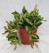 Hoya DS-70 in 12cm Pot image