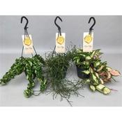 Hoya Mix in 14cm Hanging Pot image