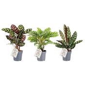 Calathea Mix in 11cm Pot image