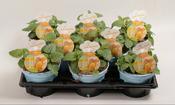 Melissa officinalis (Lemon Balm) 12cm/14cm Pot