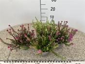 Erica cinerea (Bell Heather) Mix in 11cm Pot