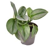 Epipremnum (Scindapsus) treubii 'Moonlight / Moonshine' 12cm Pot image