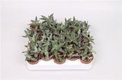 Ledebouria / Scilla socialis (Silver Squill / Leopard Lily) 6cm Pot image