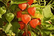 Physalis alkekengi (Chinese Lantern) 13cm Pot image