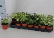 Hedera (Ivy) Mix in 8.5cm Pot image