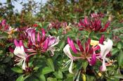 Lonicera periclymenum 'Chic &amp;amp; Choc' (Bush Honeysuckle) 2 Litre Pot image