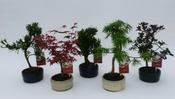 Bonsai Outdoor Mix in 12cm Ceramic Pot image