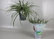 Chlorophytum comosum 'Vittatum' (Spider Plant) 19cm Hanging Pot image