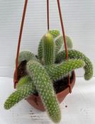 Cleistocactus winteri (Monkey Tail Cactus / Golden Rat Tail Cactus) in 15cm Hanging Pot image