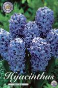 Hyacinthus orientalis 'Delft Blue' (Hyacinth) Bulbs 5 Pack image