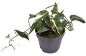 Goeppertia / Calathea crocata 'Tassmania' (Eternal Flame) 14cm Pot image