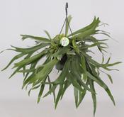 Platycerium bifurcatum (Staghorn/ Elkhorn Fern) 21cm Hanging Pot image