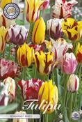 Tulipa 'Rembrandt Mix' Tulip Bulbs 10 Pack image