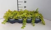 Lysimachia nummularia 'Goldilocks' (Golden Creeping Jenny) 13cm Pot image