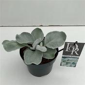 Senecio 'Angel Wings' 17cm Pot image