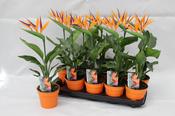 Strelitzia reginae (Bird of Paradise) with Artificial Flower in 13cm Pot image